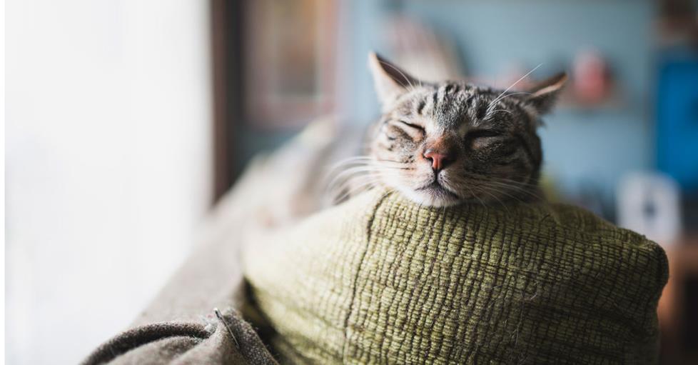 Pets love relaxing music